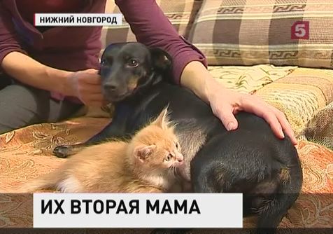 В Нижнем Новгороде котят воспитала и выкормила такса