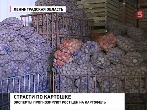 России угрожает дефицит картофеля