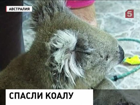 В окрестностях Мельбурна спасатели выручили попавшего в беду коалу