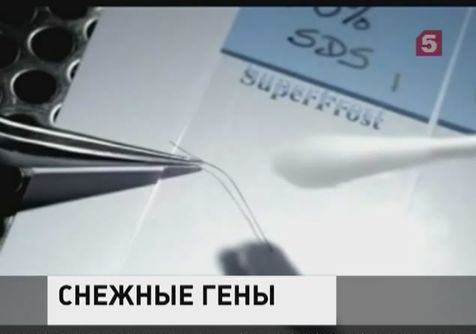 Британские ученые заявили, что разгадали тайну снежного человека