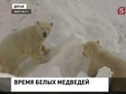 В якутском зоопарке готовятся к зимовке белые медведи