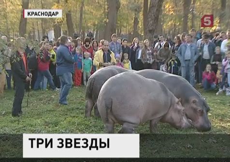 Трёх бегемотов вывели на прогулку в краснодарский городской парк