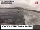 В Магадане наблюдается нашествие косаток