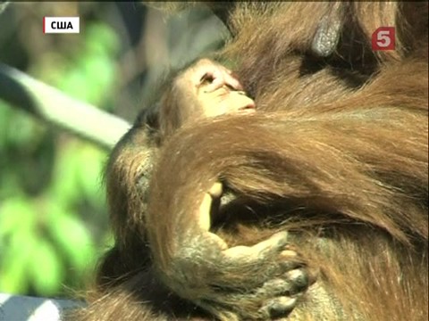 В зоопарке Сан-Диего маленький орангутан вышел на первую прогулку