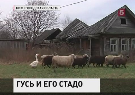 В Нижегородской области овец пасёт обычный гусь