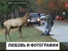 Американский фотограф понравился самке оленя