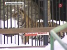 Жители  Хабаровска  спасли больную тигрицу