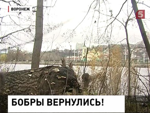 В центре Воронежа поселились бобры