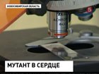 На российских птицефабриках сотнями гибнут куры