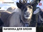 Камчатские оленеводы перенимают передовой зарубежный опыт
