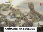 В Боливии полицейские спасли почти две тысячи кайманов