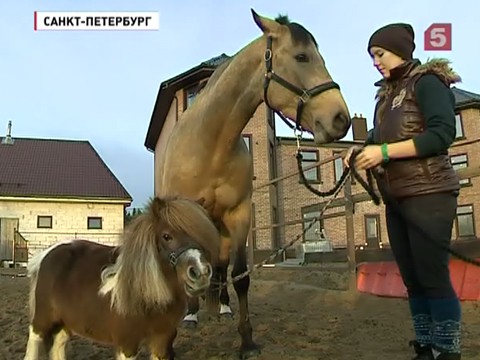 Лошадь в грядущем году станет еще  популярнее