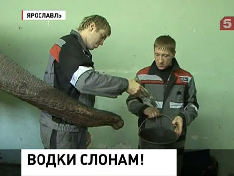 В Ярославле в крещенские морозы индийских слонов согревают русской водкой