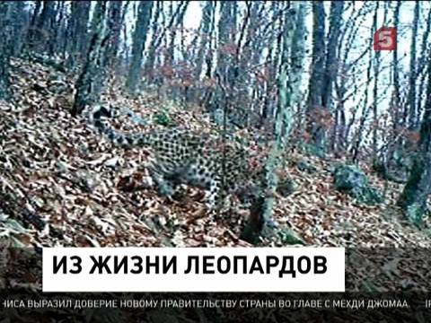 На Дальнем Востоке сняли реалити-шоу из жизни леопардов