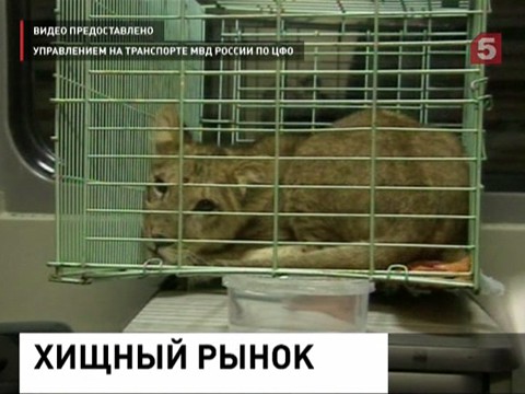 Биографией контрабандного львенка заинтересовались полицейские