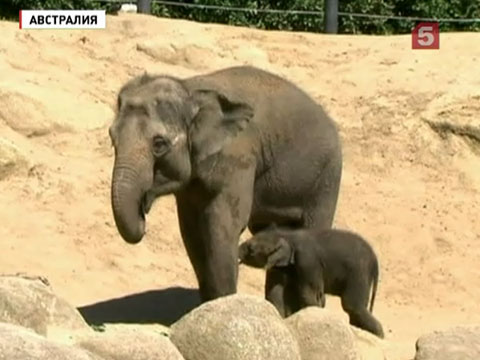 В австралийском зоопарке пополнение