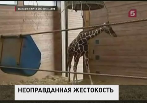 Зоопарк Копенгагена оказался судным местом для животных