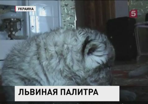 В крымском сафари-парке родились необычные львята серого цвета