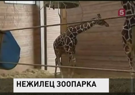 В Дании собираются убить здорового жирафа