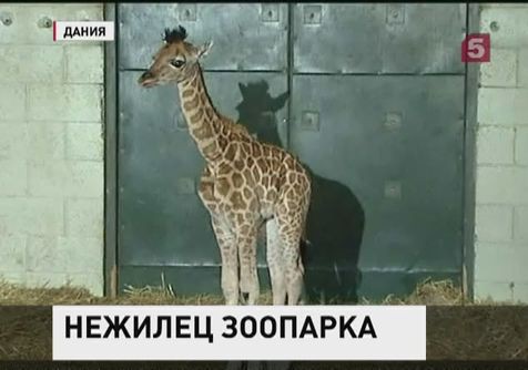 В Дании ещё одному жирафу прописали пулю