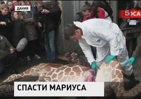 Братья Запашные готовы выкупить у Дании жирафа Мариуса