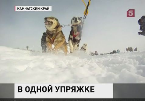 На Камчатке стартовали  гонки на собачьих упряжках