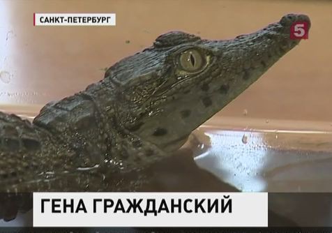 В Петербурге на помойке найден новорожденный крокодил
