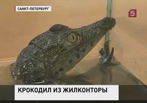 Петербургские коммунальщики спасают крокодила