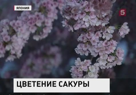 В Японии распустилась сакура