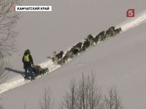 На Камчатке завершилась знаменитая гонка на собачьих упряжках