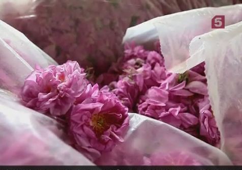 В Болгарии наступило время сбора урожая на плантациях роз