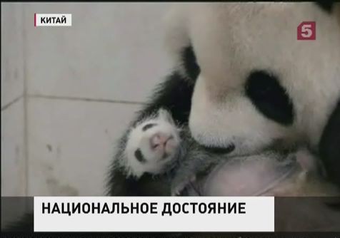На юго-западе Китая в неволе родился первый в этом году детёныш панды