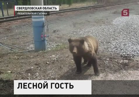 На железнодорожную станцию в Свердловской области пришёл медвежонок
