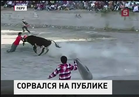 В Перу, во время корриды, бык вырвался из загона