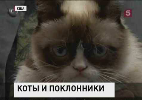 Самый сердитый в мире кот написал книгу