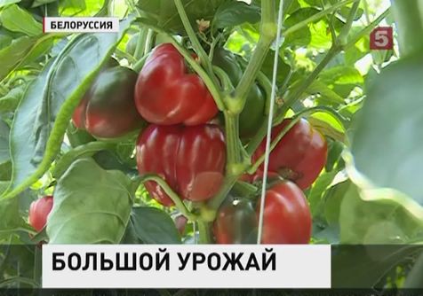 Белорусские фермеры готовы поставлять в Россию свою продукцию