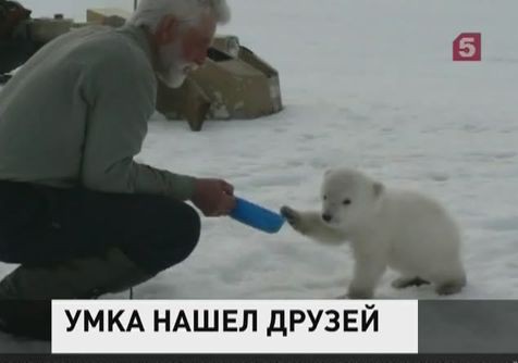 Пилоты вертолёта совершили экстренную посадку, чтобы спасти белого медвежонка