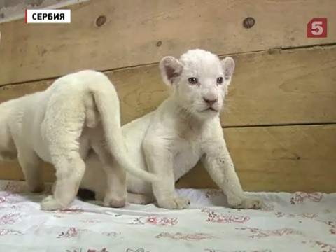 В Белграде посетителям зоопарка показали двух белых львят