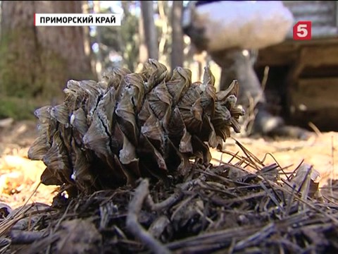 В Приморском крае время собирать шишки