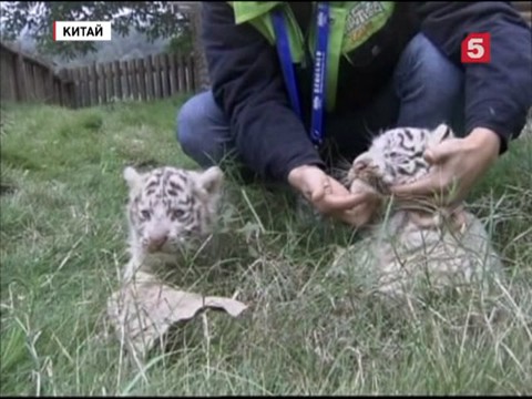 В китайском зоопарке родились белые тигры-близнецы