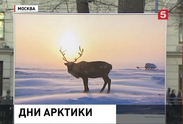 Москвичи и гости столицы  погрузились в атмосферу Арктики