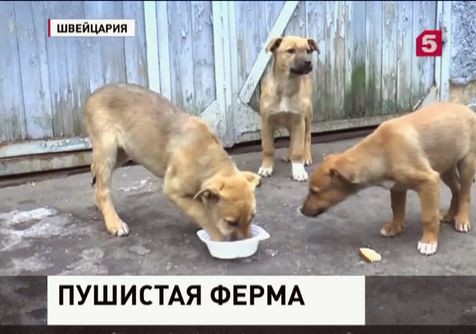 В Швейцарии хотят запретить рождественские обеды из кошек и собак