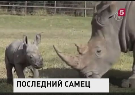 Умер последний в мире самец северного белого носорога