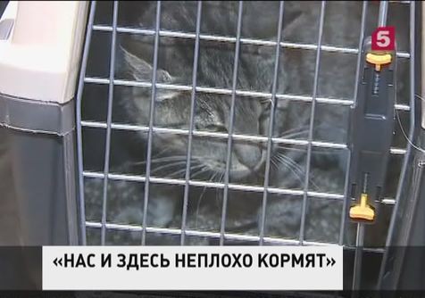 История кота, разорившего рыбный магазин во Владивостоке, продолжает будоражить общественность