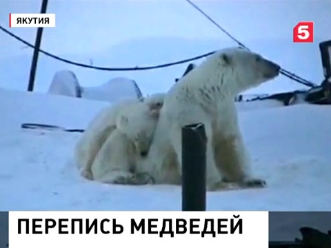 Белых медведей становится меньше, но встречаются они чаще