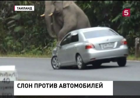 В Таиланде слон растоптал несколько автомобилей туристов