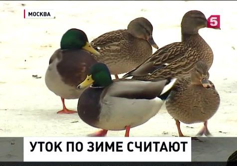 Биологи Москвы пересчитают водоплавающих птиц в округе