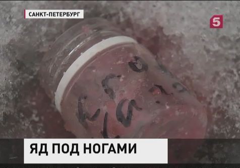 День охоты на собак, который объявили догхантеры, настал