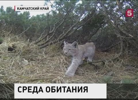 Как сотрудники  Кроноцкого заповедника помогли  детёнышу рыси