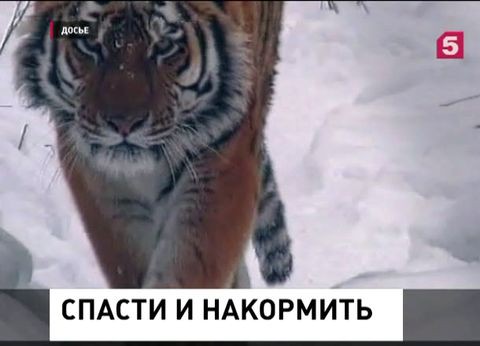 Как сохранить популяцию редких животных в Приморье